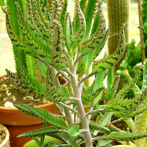 Kalanchoe x houghtonii unspecified picture