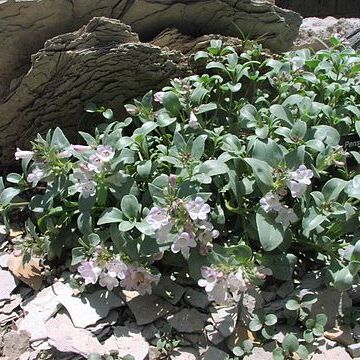 Penstemon debilis o'kane unspecified picture