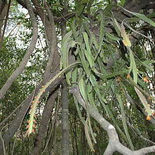 Pfeiffera monacantha unspecified picture