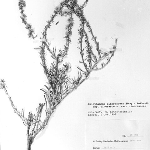 Halothamnus cinerascens unspecified picture