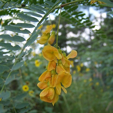 Sesbania unspecified picture