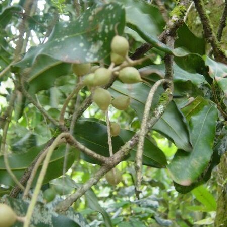 Macadamia unspecified picture