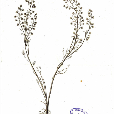 Artemisia anethifolia unspecified picture