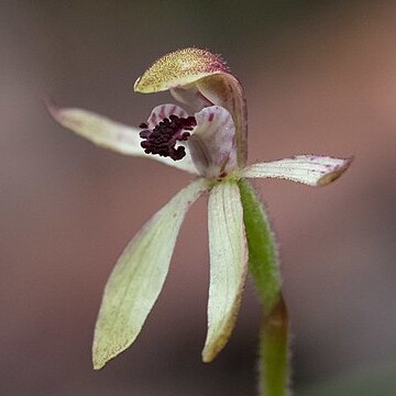 Caladenia iridescens unspecified picture