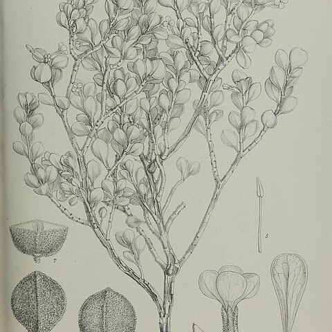 Lachnocapsa spathulata unspecified picture