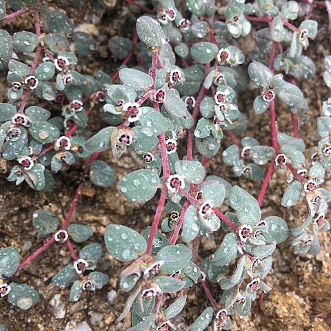 Euphorbia melanadenia unspecified picture