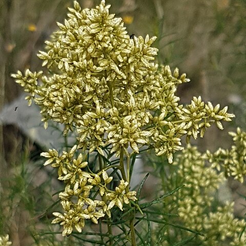 Cassinia quinquefaria unspecified picture