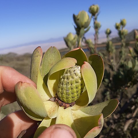 Leucadendron diemontianum unspecified picture