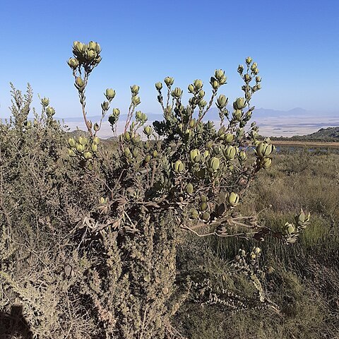 Leucadendron diemontianum unspecified picture