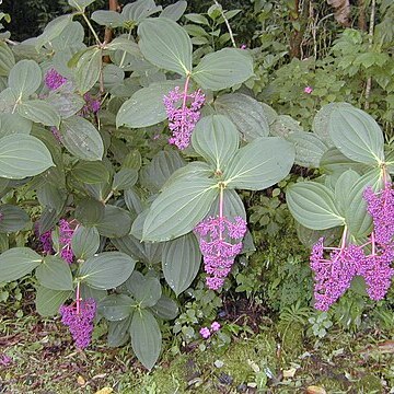 Medinilla unspecified picture