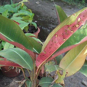 Heliconia indica unspecified picture