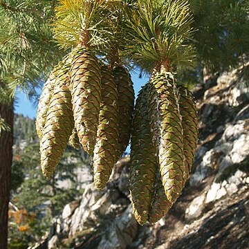 Pinus unspecified picture