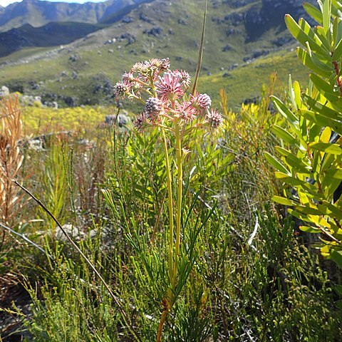 Serruria elongata unspecified picture