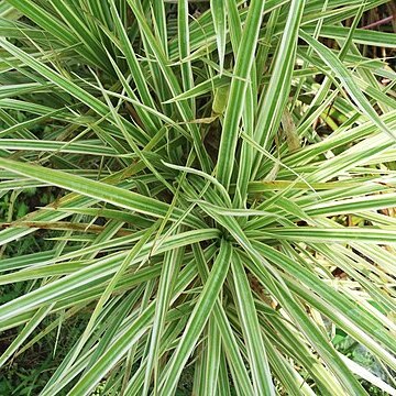 Dracaena cincta unspecified picture