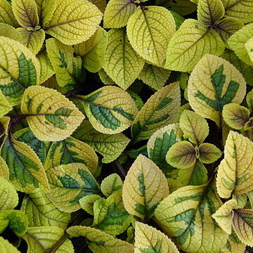 Plectranthus oertendahlii unspecified picture