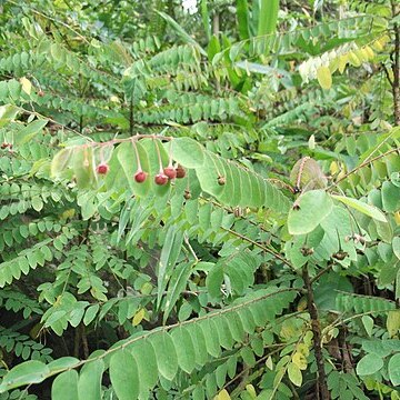 Phyllanthus cinereus unspecified picture