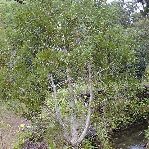 Melaleuca unspecified picture