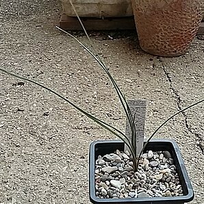 Haworthia blackburniae var. graminifolia unspecified picture