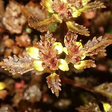 Chrysosplenium macrostemon var. calicitrapa unspecified picture