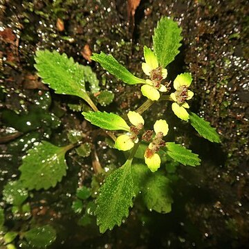 Chrysosplenium macrostemon var. calicitrapa unspecified picture