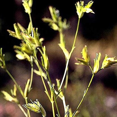 Cordylanthus tenuis unspecified picture