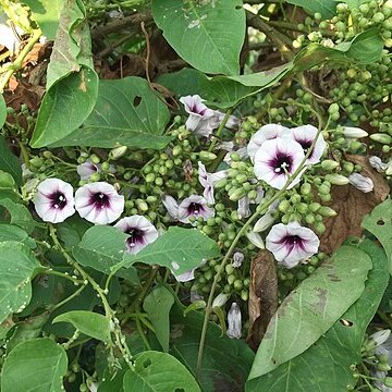 Ipomoea staphylina unspecified picture