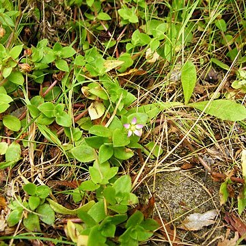 Crassula pellucida unspecified picture