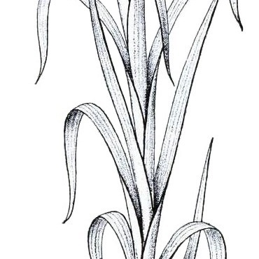 Gladiolus aequinoctialis unspecified picture