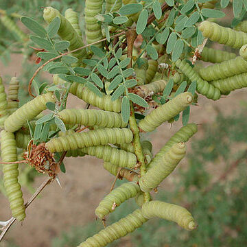 Prosopis pubescens unspecified picture