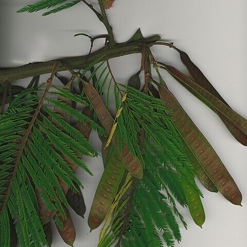 Leucaena diversifolia unspecified picture