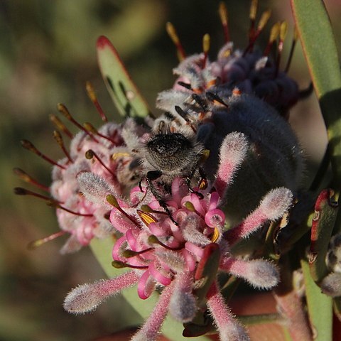 Vexatorella obtusata unspecified picture