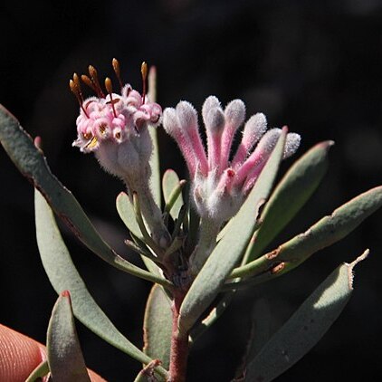 Vexatorella obtusata subsp. albomontana unspecified picture