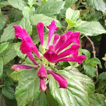 Scutellaria longifolia unspecified picture