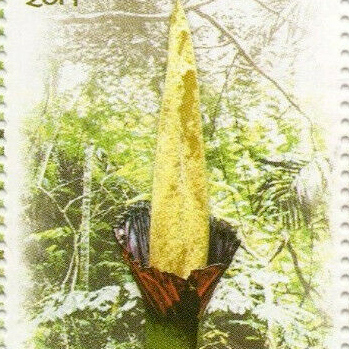 Amorphophallus gigas unspecified picture