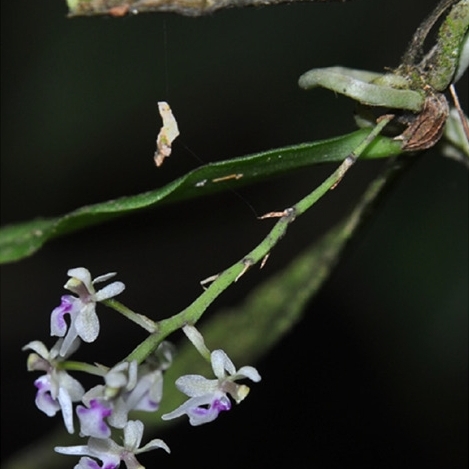 Saccolabiopsis pusilla unspecified picture