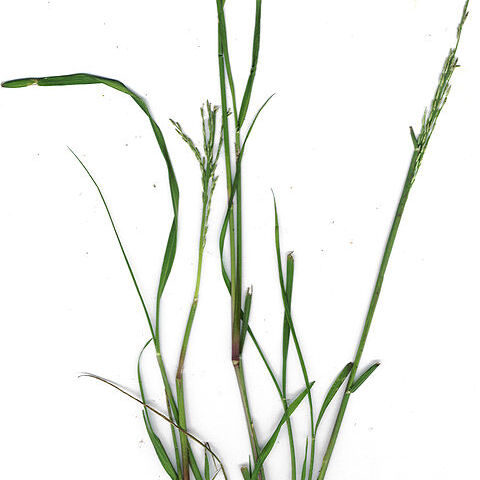 Leptochloa unspecified picture