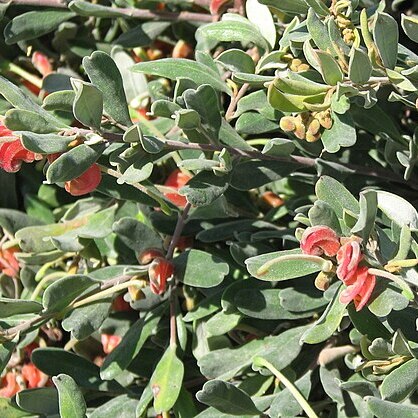 Grevillea arenaria unspecified picture