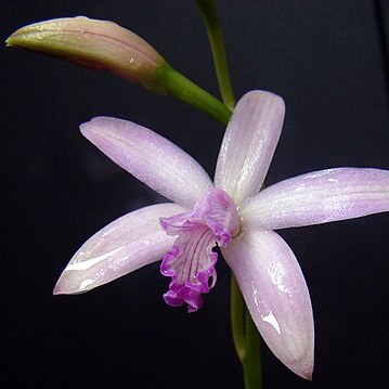 Cattleya caulescens unspecified picture