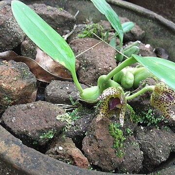 Bulbophyllum leopardinum unspecified picture