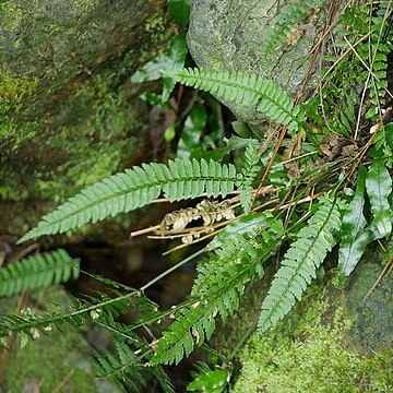 Polystichum hancockii unspecified picture