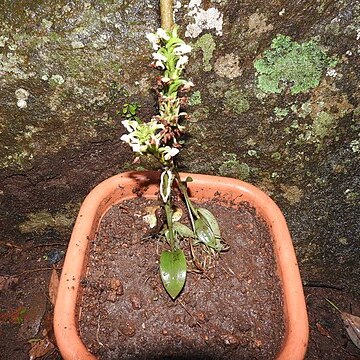 Habenaria cephalotes unspecified picture