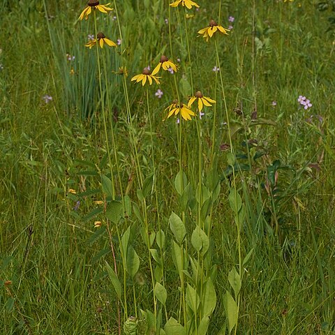 Rudbeckia grandiflora unspecified picture