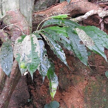 Pothos crassipedunculatus unspecified picture