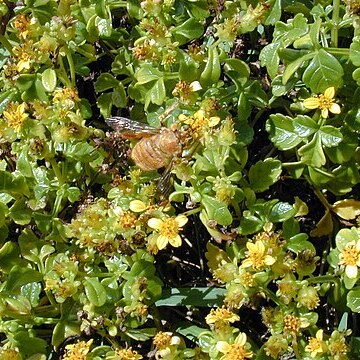 Bidens hillebrandiana unspecified picture