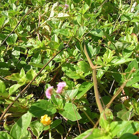 Boerhavia acutifolia unspecified picture