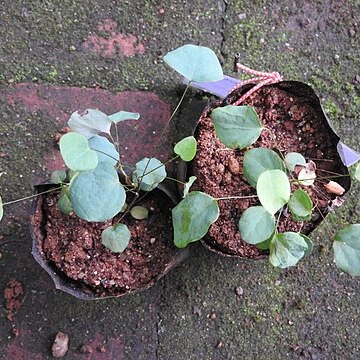 Berberis tinctoria unspecified picture