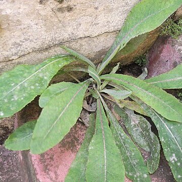 Sonchus wightianus unspecified picture