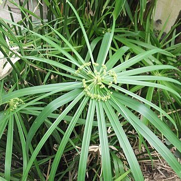 Cyperus paniceus unspecified picture