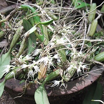 Bulbophyllum cauliflorum unspecified picture