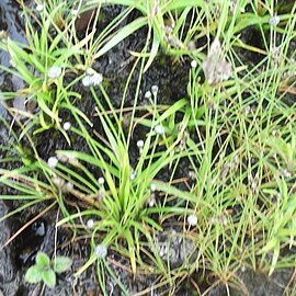 Eriocaulon quinquangulare unspecified picture